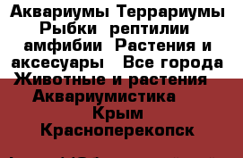 Аквариумы.Террариумы.Рыбки, рептилии, амфибии. Растения и аксесуары - Все города Животные и растения » Аквариумистика   . Крым,Красноперекопск